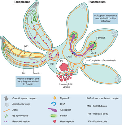 The multiple functions of actin in apicomplexan parasites