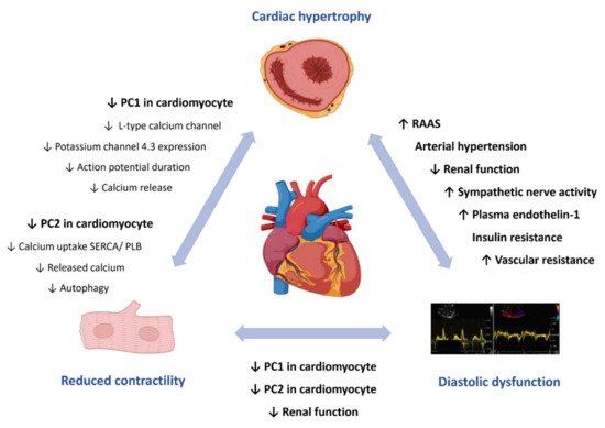 Cardiogenetics, Vol. 11, Pages 39-49: Cardiac Involvement in Autosomal Dominant Polycystic Kidney Disease