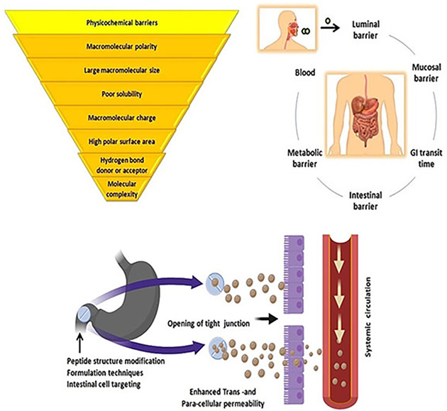 Challenges of peptide and protein drug delivery by oral route: Current strategies to improve the bioavailability