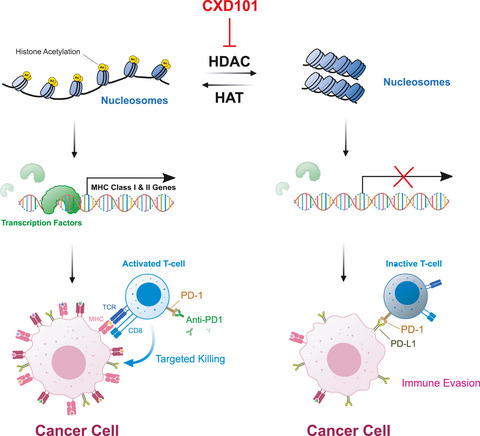 Immune modulation underpins the anti‐cancer activity of HDAC inhibitors