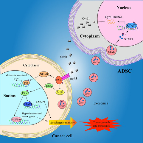 Cyr61 from adipose‐derived stem cells promotes colorectal cancer metastasis and vasculogenic mimicry formation via integrin αVβ5