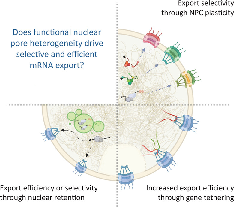 Choosing the right exit: How functional plasticity of the nuclear pore drives selective and efficient mRNA export