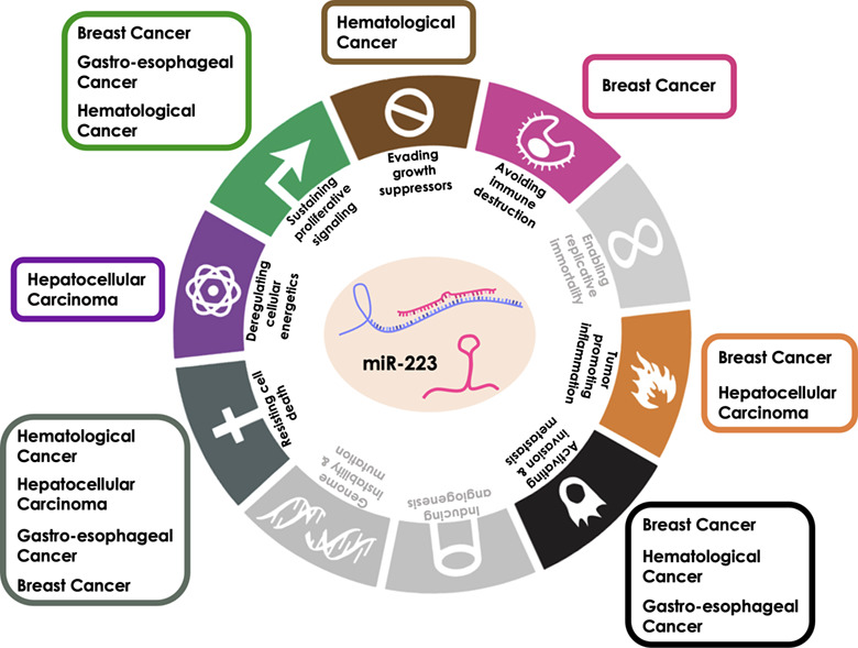 The many facets of miR‐223 in cancer: Oncosuppressor, oncogenic driver, therapeutic target, and biomarker of response