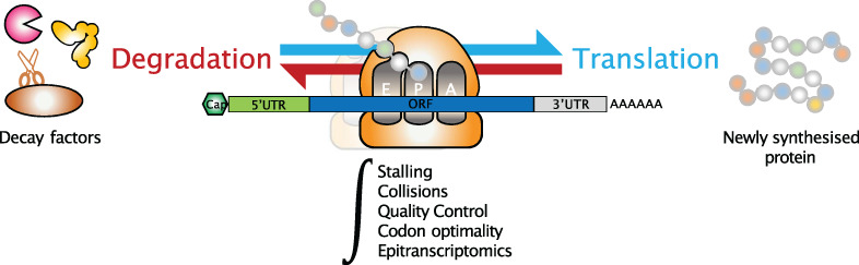 Ribosome dynamics and mRNA turnover, a complex relationship under constant cellular scrutiny