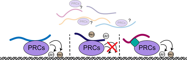 The control of polycomb repressive complexes by long noncoding RNAs