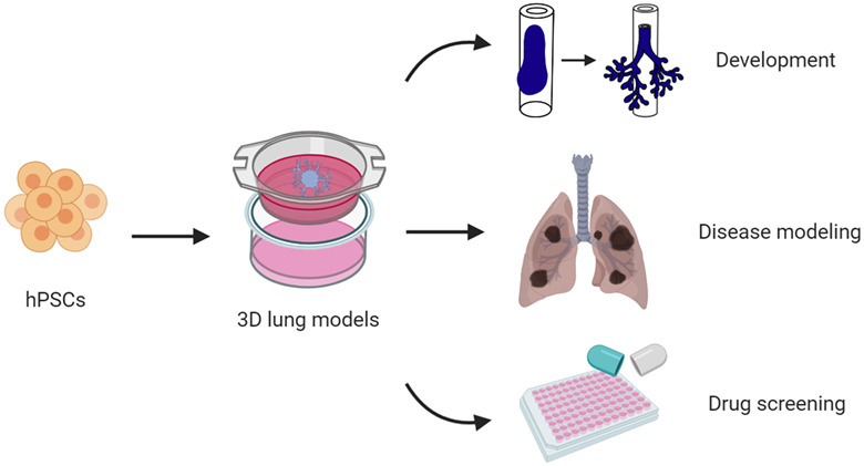 Human pluripotent stem cell‐derived lung organoids: Potential applications in development and disease modeling