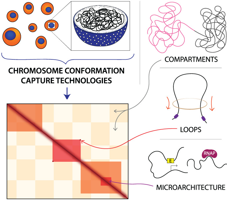 The macro and micro of chromosome conformation capture