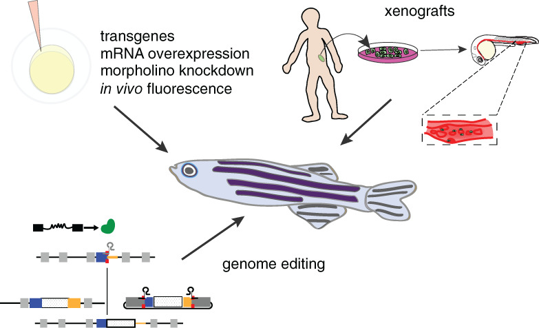 Zebrafish models of acute leukemias: Current models and future directions