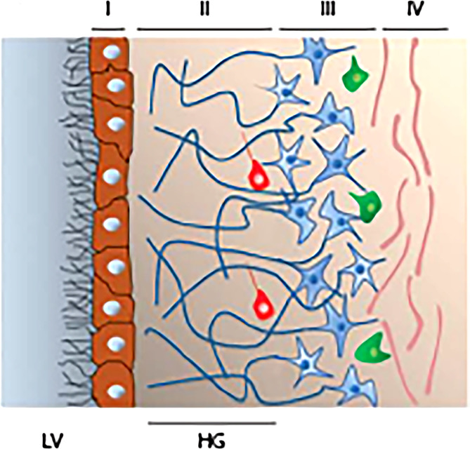 Immunohistochemical evidence for adult human neurogenesis in health and disease