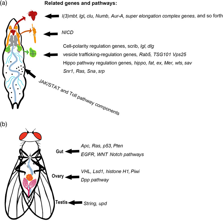 Tumor models in various Drosophila tissues
