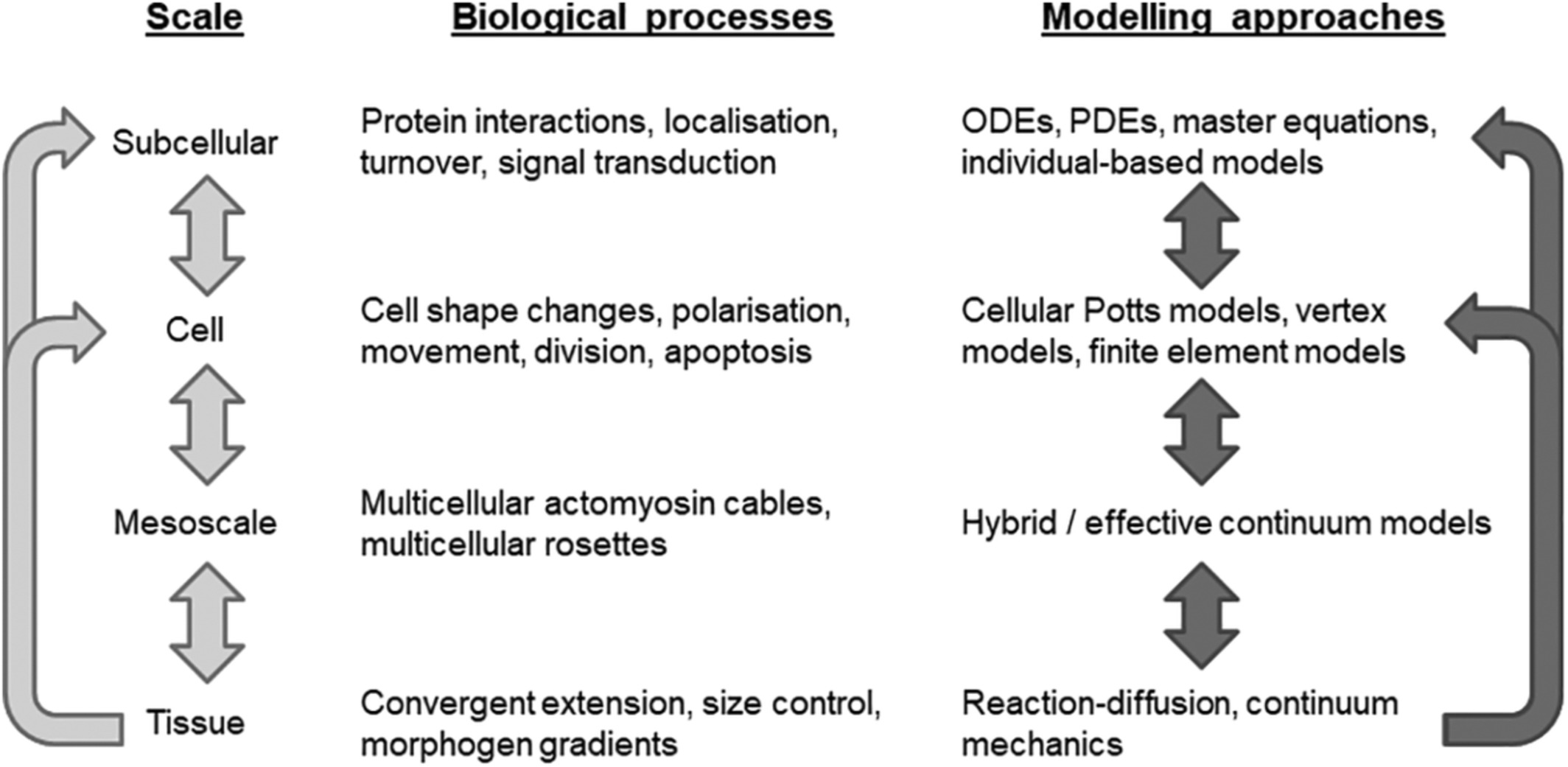 Seven challenges in the multiscale modeling of multicellular tissues