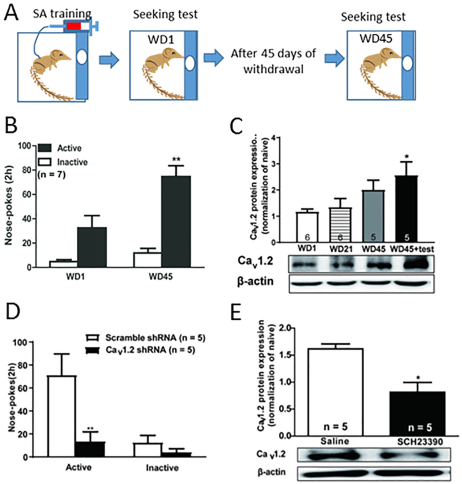Increased cocaine motivation in tree shrews is modulated by striatal dopamine D1 receptor‐mediated upregulation of Cav1.2