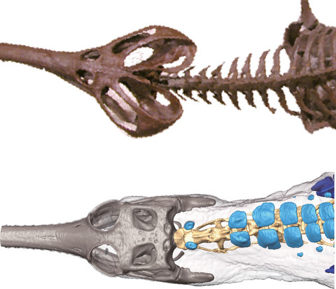 Feeding behaviour and functional morphology of the neck in the long‐snouted aquatic fossil reptile Champsosaurus (Reptilia: Diapsida) in comparison with the modern crocodilian Gavialis gangeticus