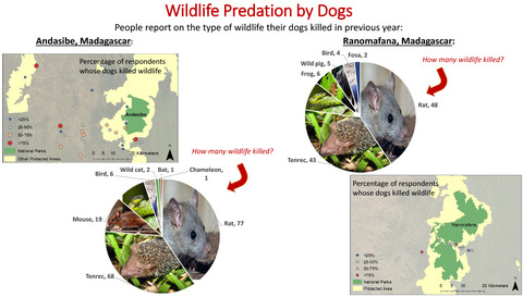Wildlife predation by dogs in Madagascar