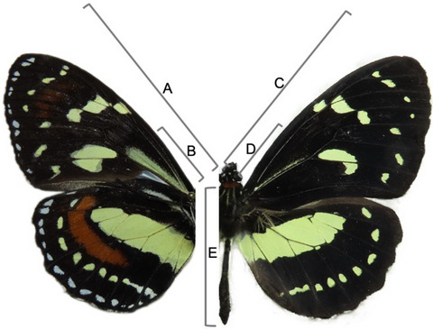 Disentangling drivers of thermal physiology: Community‐wide cold shock recovery of butterflies under natural conditions