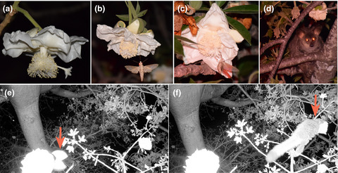 Evidence for hawkmoth pollination in the chiropterophilous African baobab (Adansonia digitata)