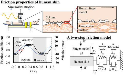 Friction dynamics of moisturized human skin under non‐linear motion