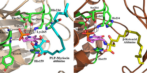 Theoretical study of Myriocin binding mechanism targeting Serine Palmitoyltransferase