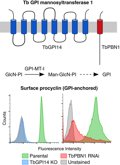 Identification of TbPBN1 in Trypanosoma brucei reveals a conserved heterodimeric architecture for glycosylphosphatidylinositol‐mannosyltransferase I