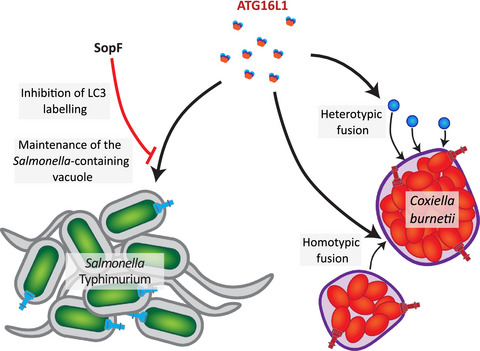 Perturbation of ATG16L1 function impairs the biogenesis of Salmonella and Coxiella replication vacuoles