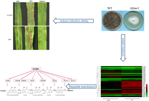 The zinc finger protein StMR1 affects the pathogenicity and melanin synthesis of Setosphaeria turcica and directly regulates the expression of DHN melanin synthesis pathway genes