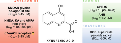 Kynurenic acid in neurodegenerative disorders—unique neuroprotection or double‐edged sword?
