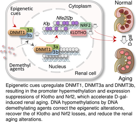 Inhibition of DNA methyltransferase aberrations reinstates antioxidant aging suppressors and ameliorates renal aging