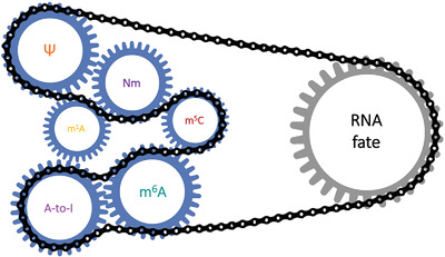 Functional interplay within the epitranscriptome: Reality or fiction?