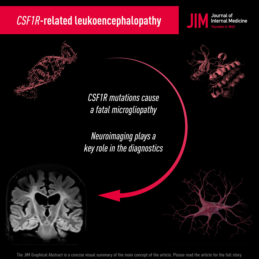 Neuroimaging phenotypes of CSF1R‐related leukoencephalopathy: A systematic review, meta‐analysis, and imaging recommendations
