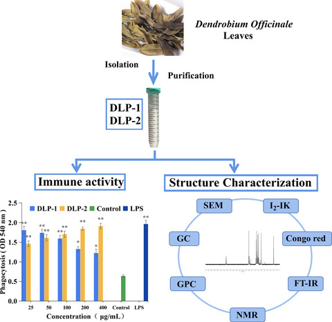 Structural characterization and immunoregulatory activity of polysaccharides from Dendrobium officinale leaves