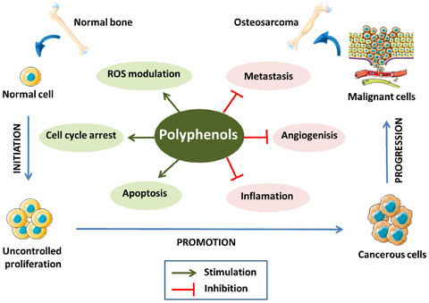 The role of dietary polyphenols in osteosarcoma: A possible clue about the molecular mechanisms involved in a process that is just in its infancy