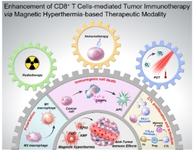 Enhancement of CD8+ T‐Cell‐Mediated Tumor Immunotherapy via Magnetic Hyperthermia