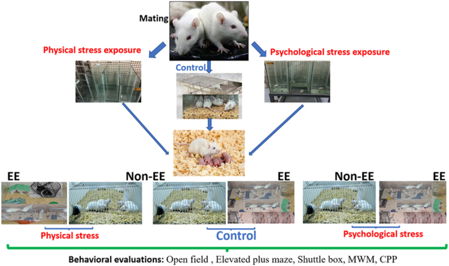 Early environmental enrichment prevents cognitive impairments and developing addictive behaviours in a mouse model of prenatal psychological and physical stress