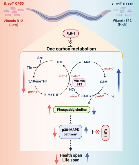 Adaptive capacity to dietary Vitamin B12 levels is maintained by a gene‐diet interaction that ensures optimal life span