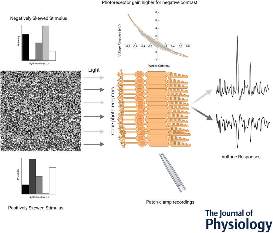 Enhancing the dark side: asymmetric gain of cone photoreceptors underpins their discrimination of visual scenes based on skewness