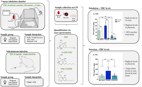 Maternal‐fetal transmission of delta‐9‐tetrahydrocannabinol (THC) and its metabolites following inhalation and injection exposure during pregnancy in rats