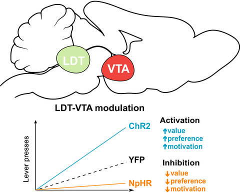 Laterodorsal tegmentum–ventral tegmental area projections encode positive reinforcement signals