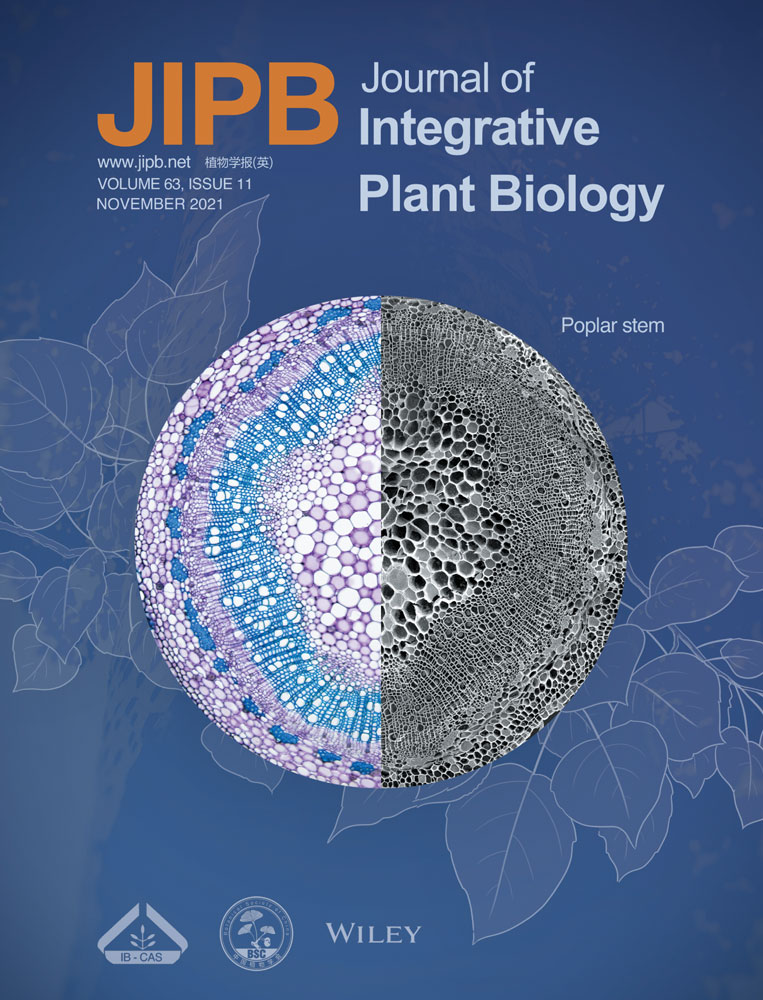 CmNF‐YB8 affects drought resistance in chrysanthemum by altering stomatal status and leaf cuticle thickness