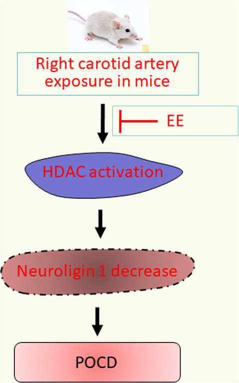 Preoperative environment enrichment preserved neuroligin 1 expression possibly via epigenetic regulation to reduce postoperative cognitive dysfunction in mice
