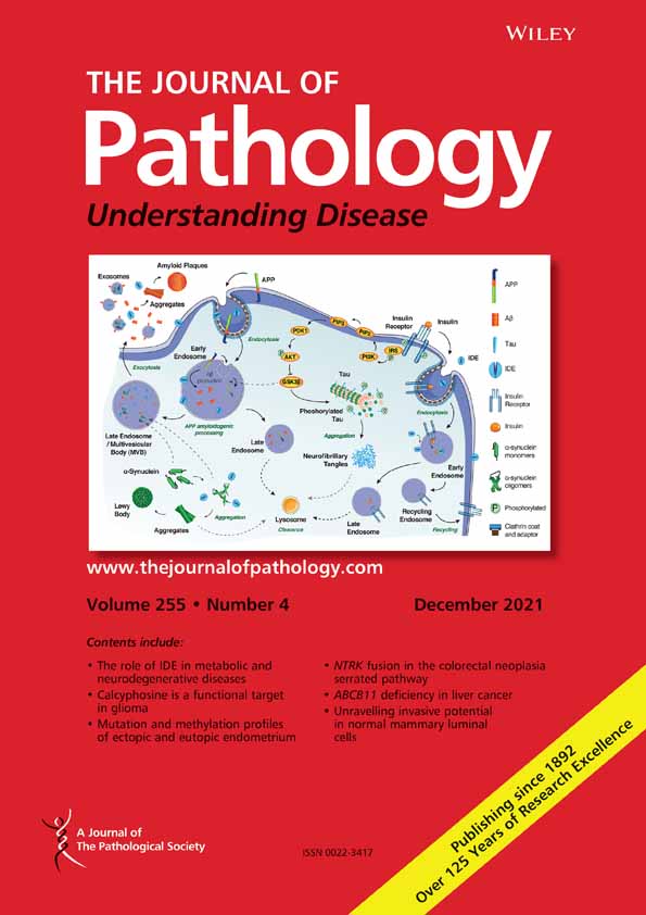 Validated biomarker assays confirm ARID1A loss is confounded with MMR deficiency, CD8 TIL infiltration, and provides no independent prognostic value in endometriosis‐associated ovarian carcinomas