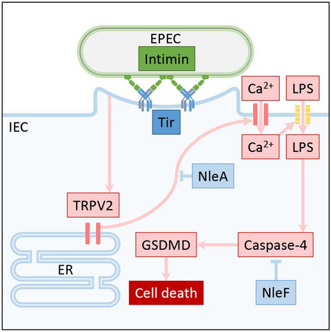 EPEC‐induced activation of the Ca2+ transporter TRPV2 leads to pyroptotic cell death