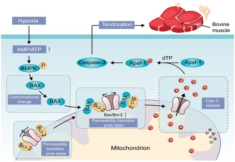 AMP‐activated protein kinase contributes to myofibrillar protein hydrolysis in bovine skeletal muscle through postmortem mitochondrial dysfunction‐induced apoptosis