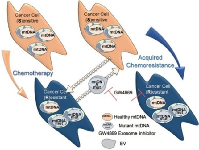 Movement of Mitochondria with Mutant DNA through Extracellular Vesicles Helps Cancer Cells Acquire Chemoresistance