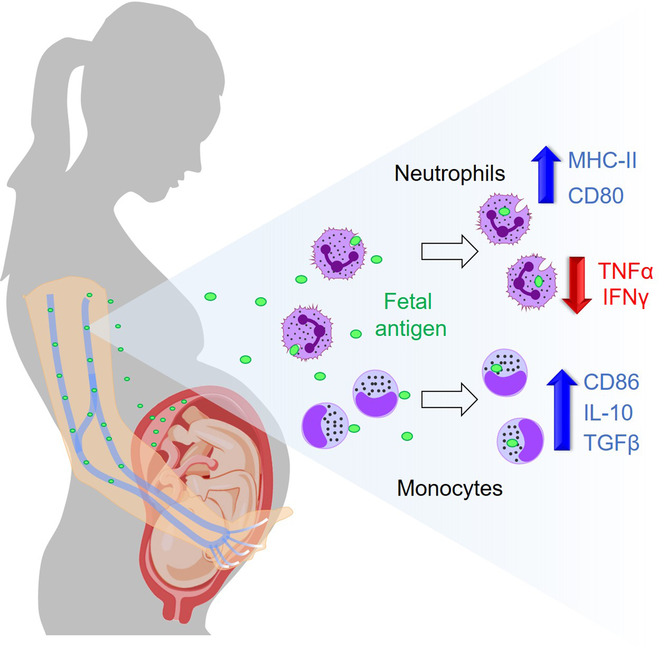 Specific innate immune cells uptake fetal antigen and display homeostatic phenotypes in the maternal circulation