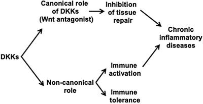 Dickkopf proteins in pathological inflammatory diseases