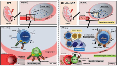 Kindlin‐3 maintains marginal zone B cells but confines follicular B cell activation and differentiation