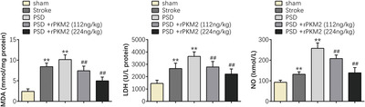 Pyruvate kinase M2 (PKM2) improve symptoms of post‐ischemic stroke depression by activating VEGF to mediate the MAPK/ERK pathway
