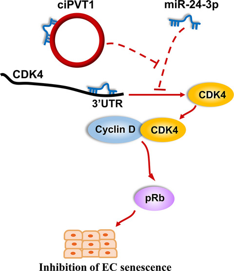 A circular intronic RNA ciPVT1 delays endothelial cell senescence by regulating the miR‐24‐3p/CDK4/pRb axis