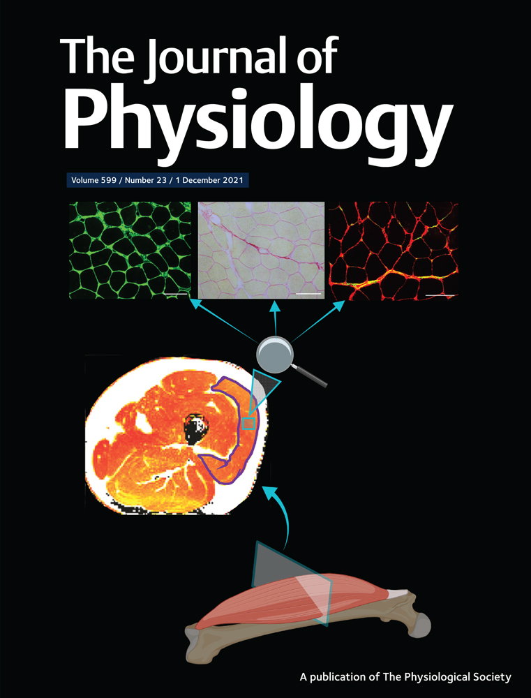 Nitric oxide contributes to cerebrovascular shear‐mediated dilation but not steady‐state cerebrovascular reactivity to carbon dioxide