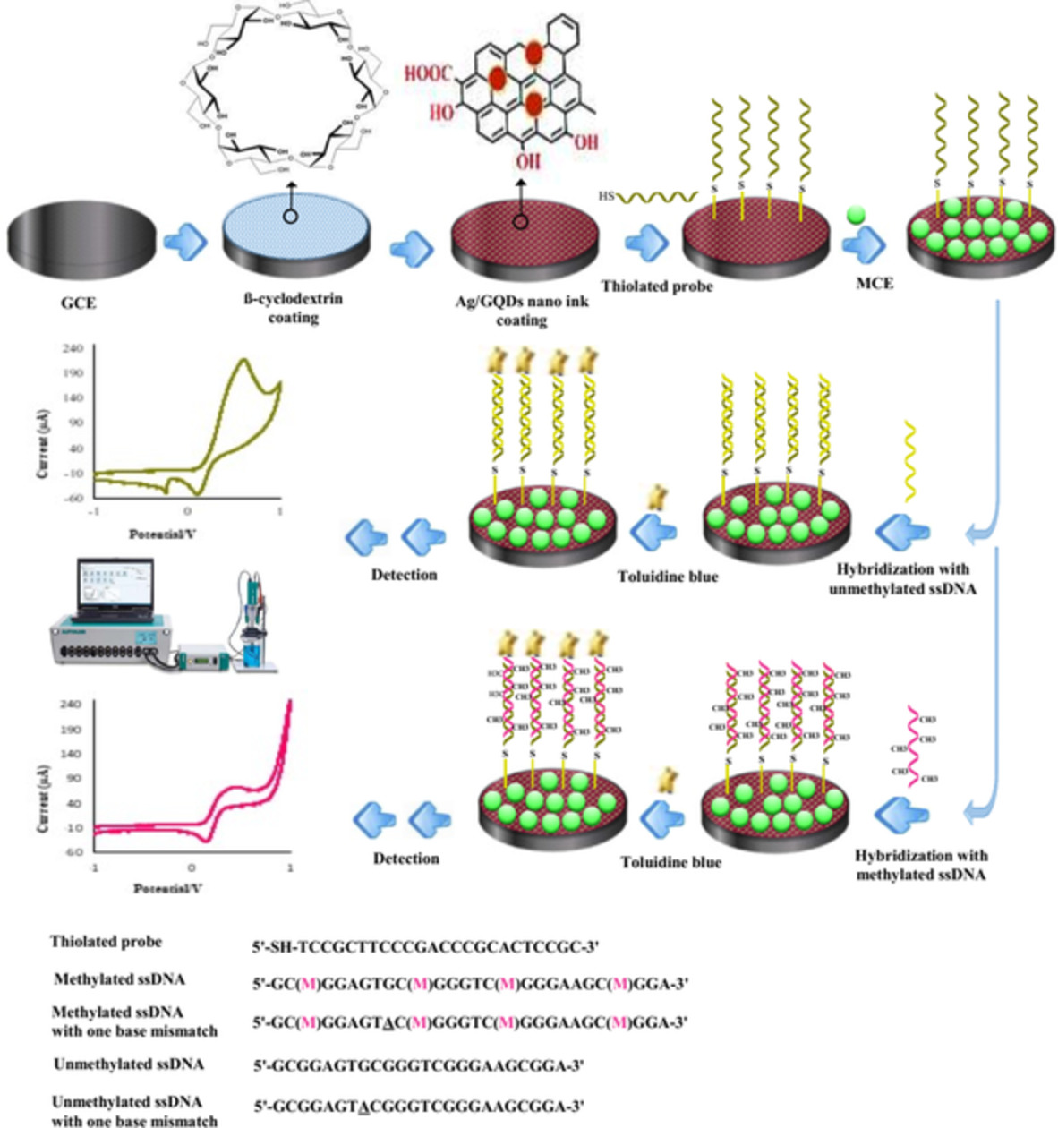 Reliable recognition of DNA methylation using bioanalysis of hybridization on the surface of Ag/GQD nanocomposite stabilized on poly (β‐cyclodextrin): A new platform for DNA damage studies using genosensor technology